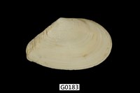 藏品(櫻蛤)的圖片